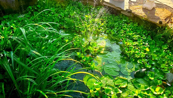 Come to us for affordable ponds and water features. Give your space a facelift with luxury ponds and fountains. Whatever you decide, we're here to help! 